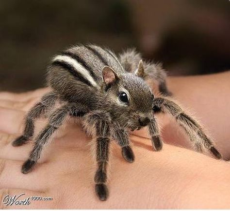 Spider-Squirrel....i'm sure this has to be photoshopped. Animal Mashups, Photoshopped Animals, Hybrid Animals, Spiders Funny, Funny Artwork, Squirrel Funny, Funny Photoshop, Cute Animals Images, Animal Species