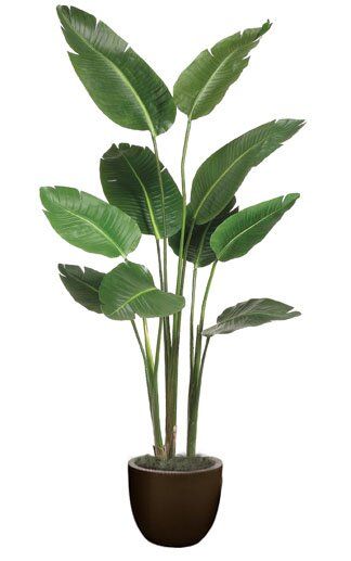 You'll love the Bird of Paradise Floor Plant in Planter at Wayfair - Great Deals on all Décor & Pillows products with Free Shipping on most stuff, even the big stuff. Banana Leaf Tree, Plants In Baskets, Tanaman Indoor, Paradise Plant, Artificial Plants Indoor, Artificial Plant Wall, Hanging Plants Indoor, Artificial Plants Outdoor, Floor Plants