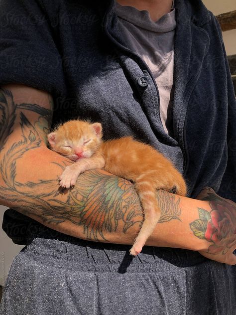 Tattooed Arm, Cat Reference, Ginger Cat, Baby Cat, Cat Sleeping, Ginger Cats, Cat Tattoo, Baby Cats, Ginger