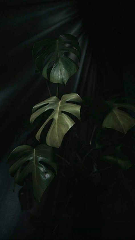 Dark Leaves Aesthetic, Black And Plants Aesthetic, Dark Jungle Aesthetic, Dark Plant Aesthetic, Dark Green Aesthetic, Shadow Photos, Plant Wallpaper, Plant Aesthetic, Watch Wallpaper