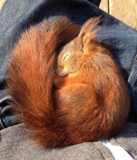 Squirrel Pictures, Regnul Animal, Sleeping Animals, Söt Katt, Cute Squirrel, Red Squirrel, Cute Creatures, Animal Photo, Chipmunks