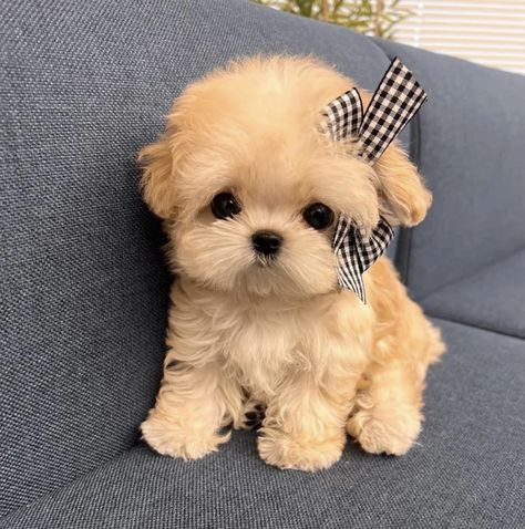 Big Dogs Breeds, Cute Puppy Photos, Biggest Dog In The World, Cute Fluffy Puppies, Pomeranian Chihuahua, Biggest Dog, Cute Fluffy Dogs, Cute Teacup Puppies, Cute Puppies And Kittens