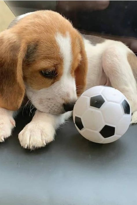 Little playing beagle pup🥰 credit: (instagram)@beagle_loves_us DM for remove or credit please 🙏 #beaglepuppy #beagles #beaglelife #dogsofig #dogpark Puppies Playing, Baby Beagle, Dog Club, Cute Beagles, English Bulldog Puppies, Tiny Puppies, Boston Terrier Puppy, Puppy Play