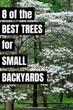 Trees In Small Backyard, Small Backyard Shade Ideas, Shade Trees For Backyard, Trees For Shaded Areas, Fast Growing Trees For Shade, Landscape Trees Front Yard, Small Private Backyard, Landscaping Trees Near House, Small Backyard Trees