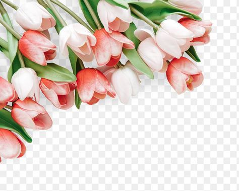 Bouquet of tulip flowers design element  | free image by rawpixel.com / Gade Tulip Png, Red Tulips Bouquet, Lisianthus Flower, Pink Lisianthus, Tropical Flowers Bouquet, Flower Bouquet Png, Fresh Tulips, Tulips Arrangement, Flower Tulip