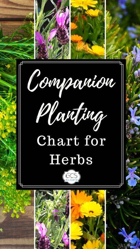 Companion Planting Chart for Herbs Herb Outdoor Planters, Herb Garden Companion Planting, Companion Planting Herbs And Vegetables, Compatible Herbs Companion Planting, Chive Companion Planting, Lemon Balm Companion Planting, Parsley Companion Plants, Chamomile Companion Planting, Herb Companion Planting Chart