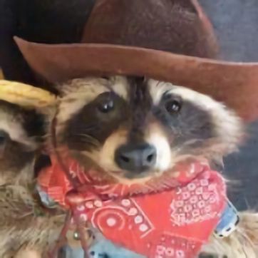 Rat And Raccoon, Goofy Raccoon Pics, Raccoon Dressed Up, Raccoons In Clothes, Raccoon Outfit Aesthetic, Animals Wearing Cowboy Hats, Frogs With Hats, Raccoon Pics, Raccoon Tattoos