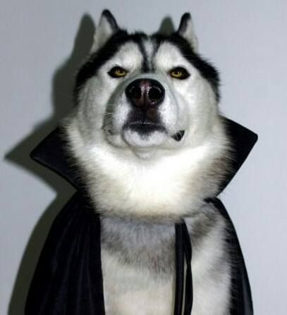 Lol. Siberian Husky Dracula Husky Costume, Wolf Husky, Husky Funny, Cute Husky, Husky Lover, Siberian Huskies, Love My Dog, A Husky, Snow Dogs