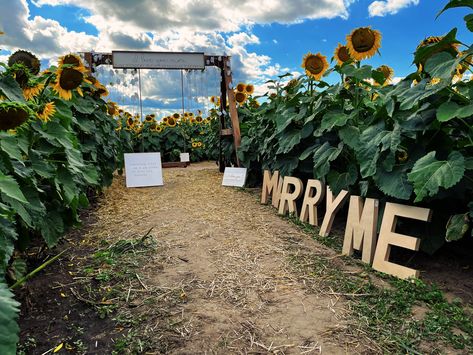 Sunflower Proposal Ideas, Sunflower Field Proposal, Sunflower Proposal, Proposal Set Up Ideas, Proposal Engagement Ideas, Wedding Proposal Ideas Engagement, Proposal Ideas Engagement, Wedding Proposal Ideas, Dream Proposal