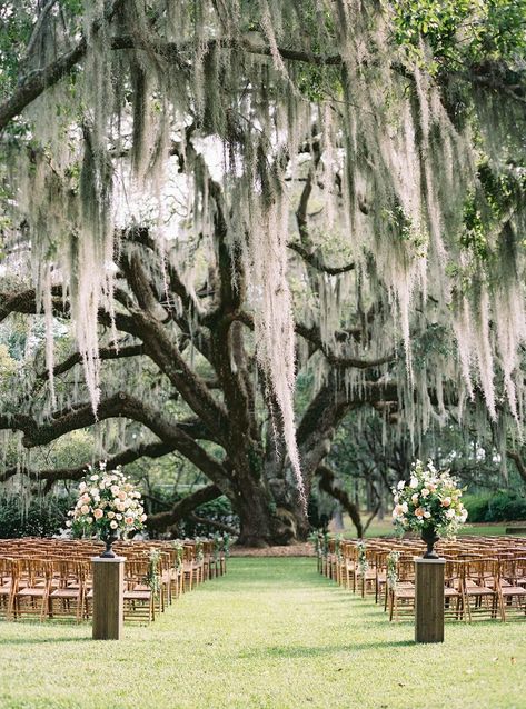 Spanish Moss Wedding, Spanish Moss Trees, Tree Wedding Ceremony, Willow Tree Wedding, Moss Wedding, Twilight Wedding, Wedding Ceremony Decorations Outdoor, Future Wedding Plans, Spanish Moss