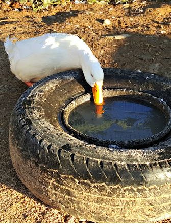 Ducks In Chicken Coop, Duck Houses And Runs, Winterizing Duck Coop, Chicken Water In Winter, Duck Coop Ideas For Winter, Chicken Dust Bath Ideas Covered, Chicken Duck Coop Combo, A Frame Duck House, Duck And Chicken Coop Together