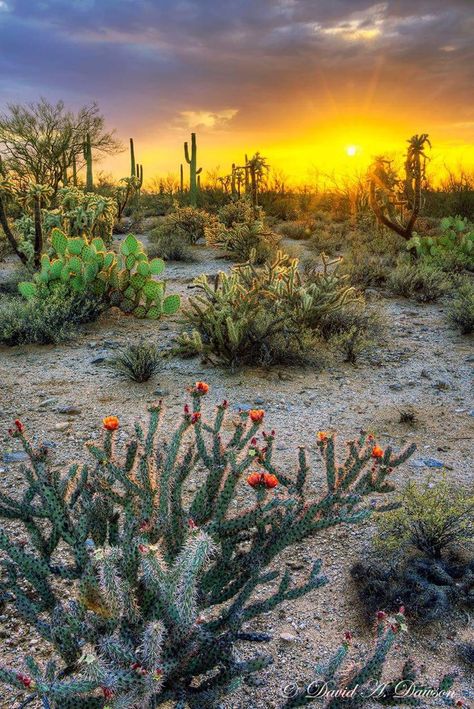 Mountain Landscape Photography, Arizona Landscape, Landscape Photography Tips, Desert Life, Southwest Desert, Landscape Designs, Desert Cactus, Desert Sunset, Sonoran Desert