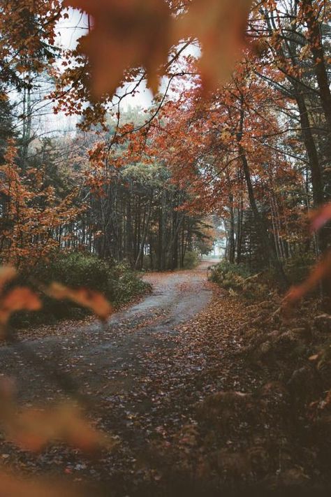 Miranda Core, Core Aesthetics, Autumn Magic, Autumn Scenery, Fall Pictures, Autumn Cozy, Autumn Aesthetic, Fall Wallpaper, Autumn Photography