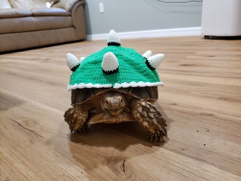 Tortoise Halloween Costume, Tortoise Costume, Tortoise Clothes, Types Of Turtles, Turtle Sweaters, Cute Tortoise, Tortoise Habitat, Turtle Habitat, Sulcata Tortoise