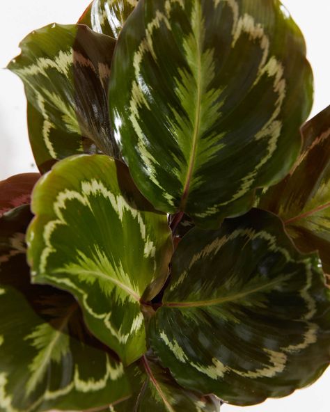 The Peacock Plant (Calathea Roseopicta Medallion) is a true beauty and an eye-catcher in any Green Space. Its watermelon-like patterns of green and purple are sure to liven up any patio or living space! This is because they raise and lower their leaves throughout the day as if they're worshipping. Chinese Money Tree, Dog Safe Plants, Cat Friendly Plants, Money Tree Plant, Pachira Aquatica, Peacock Plant, Plants Pet Friendly, Swiss Cheese Plant, Cat Plants