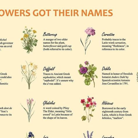 Adam Aleksic on Instagram: "How flowers got their names!  #etymology #interesting #linguistics #infographic #gardening #flowers" Linguistics Infographic, Flowers And Their Names, Greek Names, Gardening Flowers, Latin Words, Daffodils, Hibiscus, Florist, Flowers