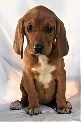 Mooresville, NC - Redbone Coonhound. Meet Snooki a Pet for Adoption. Coonhound Puppy, Dog Portraits Painting, Top Dog Breeds, Giant Dog Breeds, Redbone Coonhound, Bluetick Coonhound, Hound Dog, Hunting Dogs, Rescue Dogs