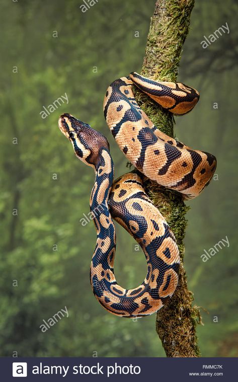 Royal Python, Snake Painting, Snake Photos, Snake Drawing, Scary Animals, Python Snake, Snake Art, Reptiles And Amphibians, Jungle Animals