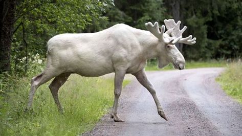 Specter Moose of Maine – Legends of America Albino Moose, Rare Albino Animals, Moose Pictures, White Moose, Albino Animals, Rare Animals, An Animal, Animal Photo, Beautiful Creatures