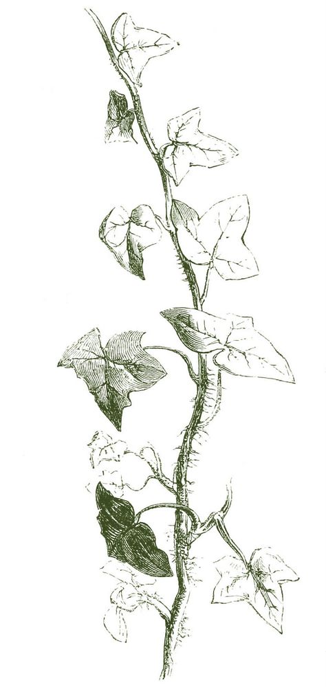 Drawing of English Ivy Poison Ivy Vine, Ivy Draw, Poison Ivy Tattoo, Ivy Plant Indoor, Poison Ivy Plants, Ivy Tattoo, Ivy Flower, Vine Drawing, Castle Tattoo