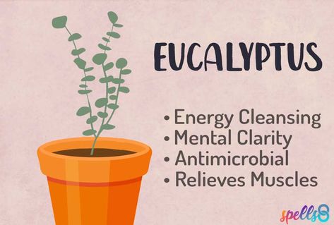 Eucalyptus Spiritual Meaning, Eucalyptus Meaning Witchcraft, Bay Leaves Magical Properties, Magical Properties Of Eucalyptus, Eucalyptus Spiritual Uses, Magical Plants, Eucalyptus Trees, Eucalyptus Tree, Magical Herbs