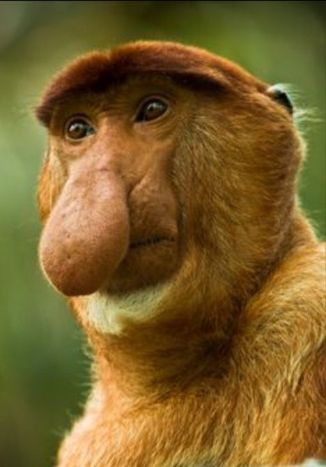 Proboscis monkey (Nasalis larvatus) - fr : Nasique Funny Monkeys, Proboscis Monkey, Wild Animals Photos, Mandrill, Interesting Animals, Animal Portraits, Unusual Animals, Rare Animals, Animal Pics