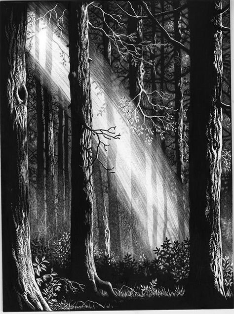 Illustrations in scratchboard for THE GOLDEN KEY, a Victorian fairy tale by George MacDonald: from Ruth Sanderson's Golden Wood Studio - Welcome Ruth Sanderson, Natur Tattoo Arm, George Macdonald, Scratchboard Art, Arte Indie, Arte Peculiar, Golden Key, Black Paper Drawing, Black And White Illustrations