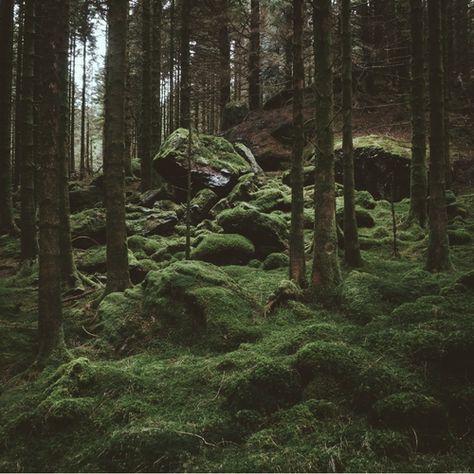 Dark Naturalism, Moss Covered, Pacific Coast Highway, Dark Forest, Nature Aesthetic, Enchanted Forest, Pretty Places, Green Aesthetic, In The Woods