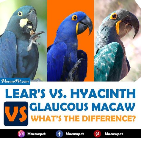 Lear’s Macaws, Glaucous Macaw and Hyacinth Macaws are precious blue birds. They are the largest macaws and have beautiful blue plumage with some tones of green and other shades. From a distance they look similar to each other but they have some variation in their size, color and patches on their skin. Hyacinth Macaw, Blue Shades Colors, Pale Turquoise, Blue Birds, Tropical Rainforest, Gentle Giant, Exotic Pets, Blue Bird, Beautiful Blue