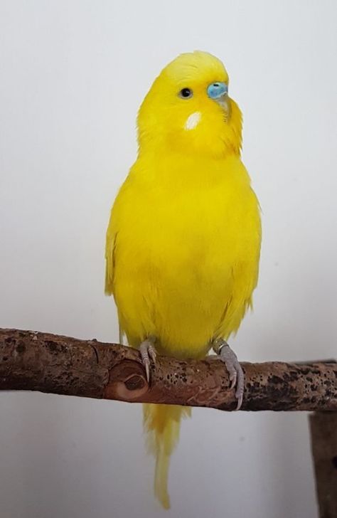 Budgy Bird, Yellow Budgie, Love Birds Pet, Budgies Bird, Budgie Parakeet, Owl Pictures, Parrot Toys, Parakeets, Bird Supplies