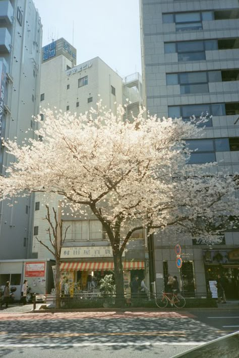 Advantages Of Solar Energy, Crystal Castles, Bon Weekend, Japan Aesthetic, Aesthetic Japan, Japanese Aesthetic, City Aesthetic, Pretty Places, Cherry Blossoms