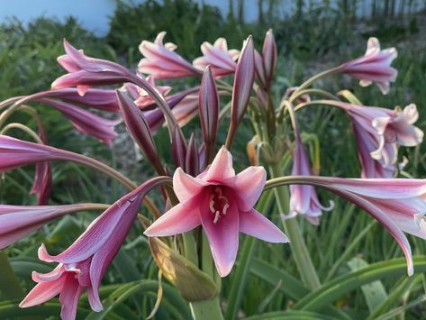 Overlooked Plants: Crinum bulbispermum (Orange River Lily) — Plinth et al River Lily, Garden Inspo, Clay Soil, Trumpets, Leaf Coloring, Peppermint Candy, The South, Green Leaves, Garden Plants