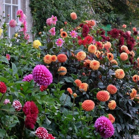 🌷 Gardening & Horticulture 🌻 on Instagram: “Award winning Dahlias from @mccormickcharlie - 📷 Location: Dorset, England ========================================= ✅ Turn Post…” Dahlia Flower Garden, Dahlias Garden, Flower Business, Walled Garden, Grey Gardens, Cut Flower Garden, Porch Garden, Love Garden, Plant Cuttings