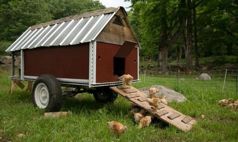 Chicken Coop On Wheels, Mobile Chicken Coop, Livestock Shelter, Cute Chicken Coops, Chicken Coop Decor, Chicken Poop, Day Old Chicks, Chicken Tractors, Chicken Owner