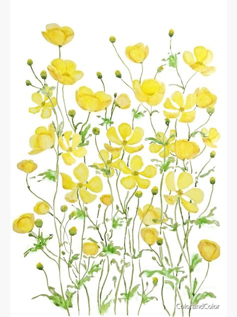 "yellow buttercup flowers field watercolor " Art Print by ColorandColor | Redbubble Nice Things To Draw, Buttercup Tattoo, Yellow Flowers Painting, Field Watercolor, Buttercup Flowers, Vine Drawing, Yellow Spring Flowers, Flower Boquet, Flowers Field