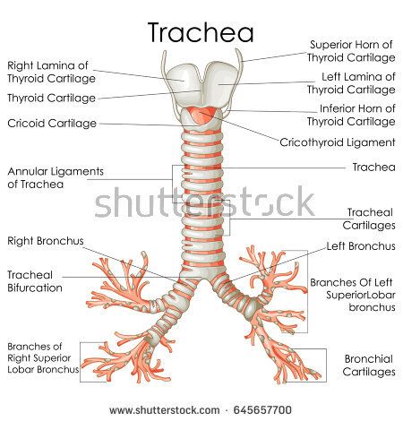 Trachea Anatomy, Human Respiratory System, Biology Diagrams, Front Page Design, Human Anatomy And Physiology, Medical Studies, Respiratory System, Anatomy Drawing, Medical Education