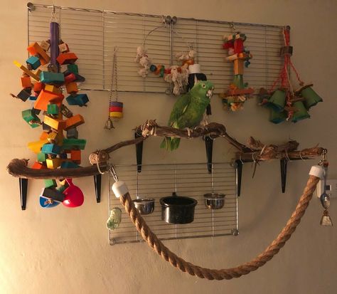 Baby bird Homemade Bird Toys, Diy Parrot Toys, Activity Wall, Bird Room, Diy Bird Cage, Cockatiel Toys, Budgie Toys, Diy Bird Toys, Pet Bird Cage