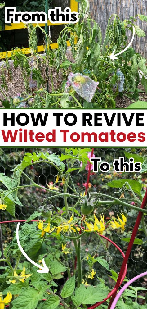 Wilting in tomato plants has many causes, and It is often difficult to distinguish these diseases that can cause tomato leaves to wilt or droop. Here is a deeper dive into each of the five possible reasons for wilting tomatoes, how to identify them, and what you need to do to fix them. Photos taken by tomato_mania and garden_with_juju. Tomato Diseases Leaves, Tomato Plant Diseases, Patio Tomatoes, Tomato Problems, Tomato Leaves, Raised Garden Beds Diy Vegetables, Cherry Tomato Plant, Tomato Girl, Beds Diy