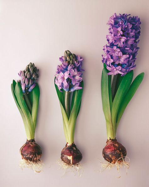 How to grow hyacinths: a guide to this easy-to-grow bulb Bulb Vase, Flower Boutique, Indoor Flowers, Flower Spike, Spring Bulbs, Language Of Flowers, Seasonal Garden, Botanical Watercolor, Bulb Flowers