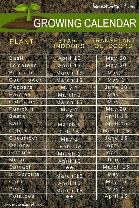 Garden Types, Truck Garden, Growing Calendar, Starting Seeds Indoors, Alpine Plants, Ideas Backyard, Veg Garden, Have Inspiration, Home Vegetable Garden