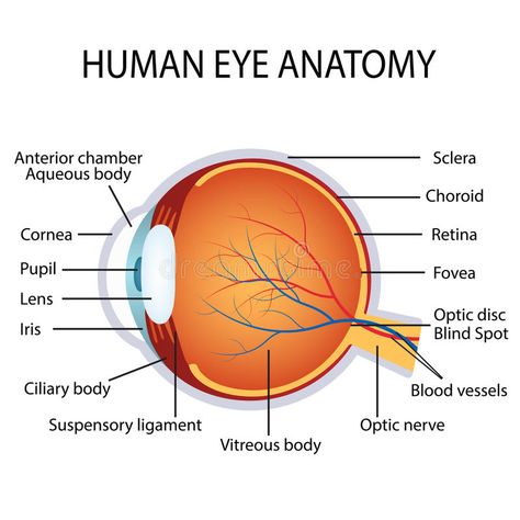 Human Eye Diagram, Human Eye Anatomy, Biology Diagrams, Eye Structure, Eye Anatomy, Nurse Study Notes, Parts Of The Eye, Face Anatomy, The Human Eye