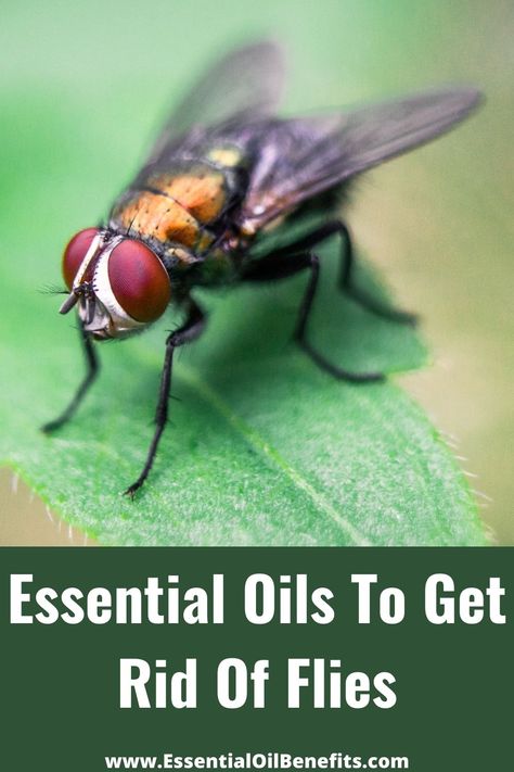 Essential Oils To Get Rid Of Flies – How To Stop These Pesky Space Invaders! Essential Oils To Get Rid Of Flies, How To Get Rid Of Flies, How To Get Rid Of Flies Outside, Fly Repellant Diy, How To Repel Flies, Fly Deterrent, Repel Flies, Flies Outside, Cabin Remodel