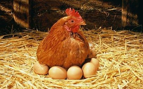 Preserve Eggs, Chicken Coloring Pages, Chicken Coloring, Egg Laying Chickens, Egg Production, Genetic Mutation, Chicken Meat, Egg Laying, Meat Chickens