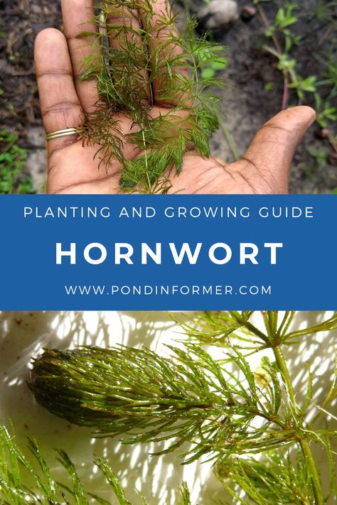 Hornwort Plant Aquarium, Hornwort Plant, Odd Plants, Pond Algae, Aqua Scape, Wildlife Pond, Edible Landscape, Water Gardens Pond, Live Aquarium Plants