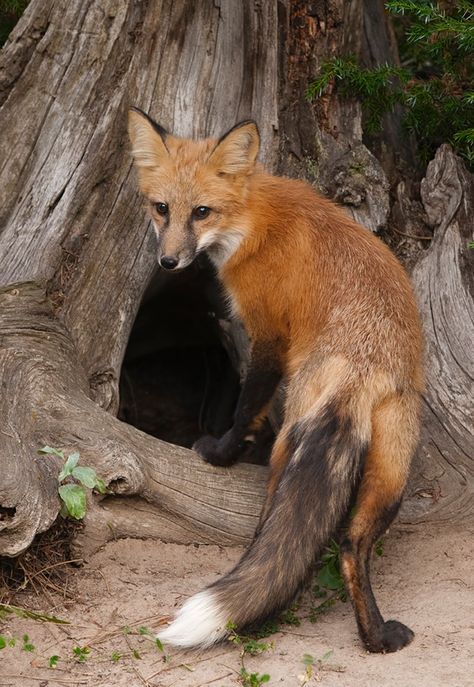 Red Fox Fox Eyeliner, Fox Aesthetic, Fuchs Baby, Fox Nails, Animal Aesthetic, Wallpapers Beautiful, Fantastic Fox, Fox Photography, Fox Crafts