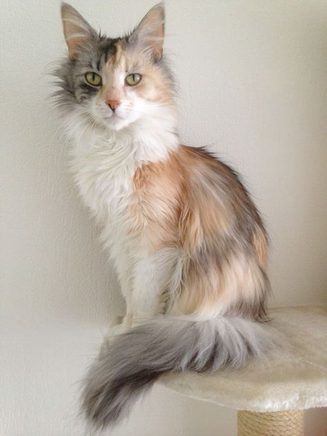 Long Haired Calico Cat, Cat Photo Reference, Warrior Cats Oc, Fluffy Cat Breeds, Black Cat Breeds, Wcue Morph, Calico Cats, Warrior Cat Oc, Rare Cats