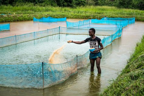 Tilapia Fish Farming, Best Business To Start, Types Of Farming, Pond Maintenance, Garden Pond Design, Farming Business, Aquarium Setup, Pond Design, Poultry Farm