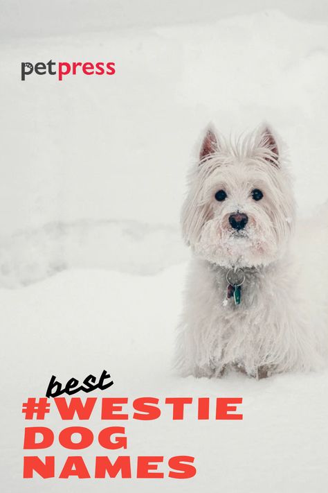 200 Westie Dog Names - West Highland White Terrier Name Ideas | PetPress Westie Dogs West Highland Terrier, Funny Westies, Dog Name Ideas, Westie Dog, Westie Puppies, Luxury Dog Collars, Dog Collar With Name, Westie Dogs, Dog Tips