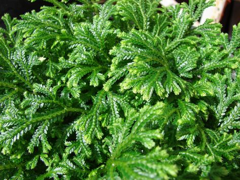 Home - Spike moss (Selaginella) - Research Guides at New York Botanical Garden Frosty Fern, Ferns Care, Plant Hacks, Inside Plants, Fern Plant, Vascular Plant, Propagating Plants, Plant Roots, Garden Shop