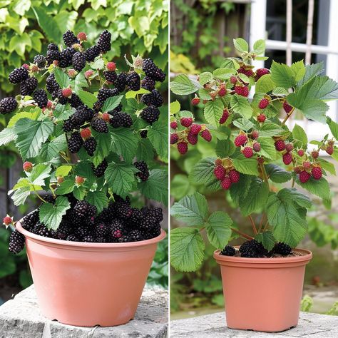 How to Growing Juicy Blackberries in Pots Blackberry Dessert Recipes, Blackberry Muffin, Blackberry Dessert, Blackberry Plants, Growing Blackberries, Blackberry Bush, Design Garden Ideas, Blackberry Cake, Black Berries